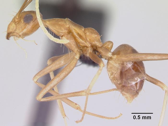 Anoplolepis gracilipes